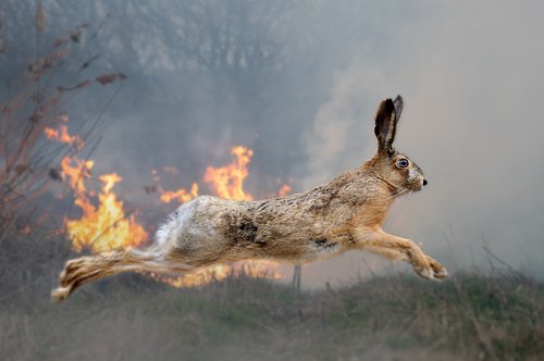 Support WWF’s Fight Against Forest Fires with a blink Donation