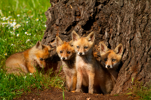 Support WWF Bulgaria through a blink Donation